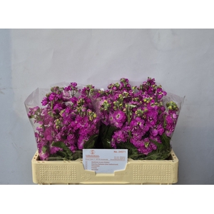 MATTHIOLA INCANA 'ANYTIME ROSE'