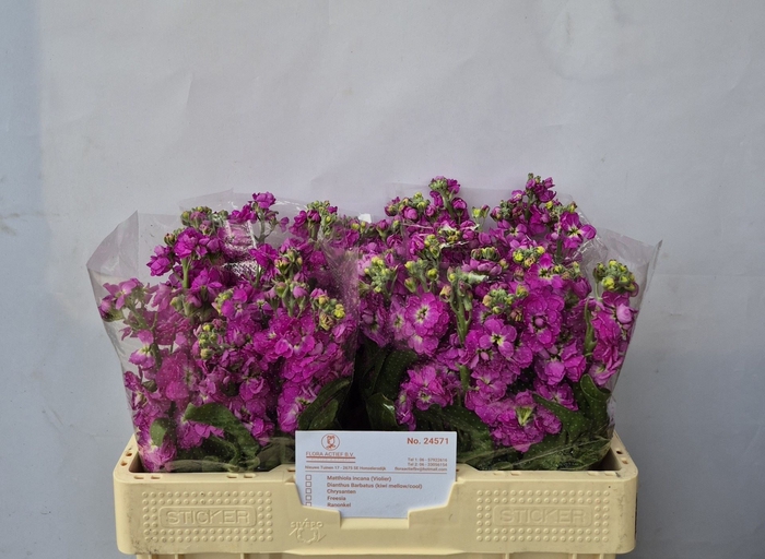 <h4>MATTHIOLA INCANA 'ANYTIME ROSE'</h4>