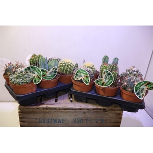 Cactus Gem