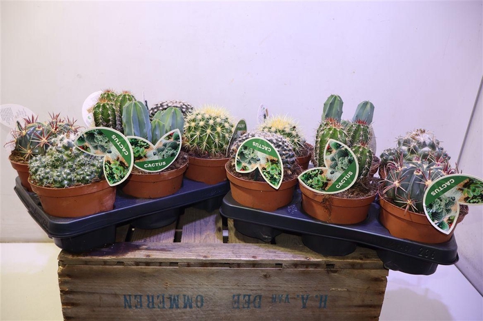 <h4>Cactus Gem</h4>