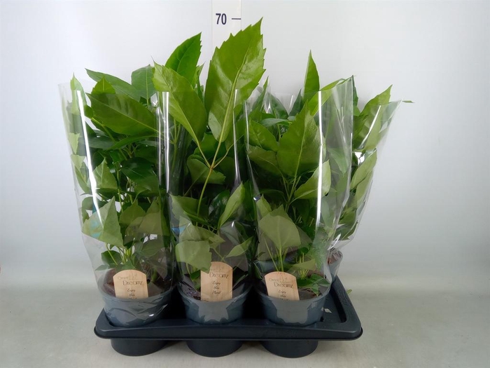 <h4>Schefflera actin.</h4>