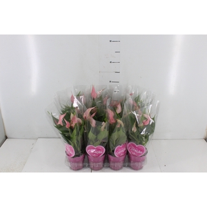 ANTHURIUM LILLI P09 ROSA