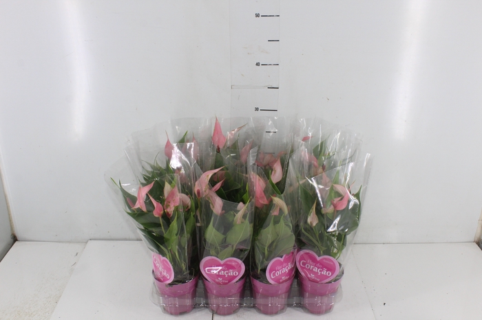 ANTHURIUM LILLI P09 ROSA