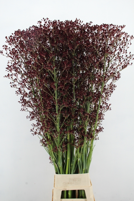 <h4>ERYN PAN MAG R THUND 180CM</h4>