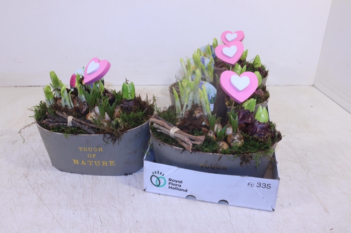 <h4>ARR BOL KNOLGEWAS</h4>