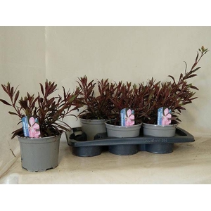 GAUR LI GEYSER PINK