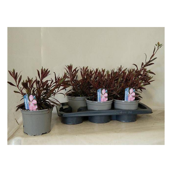 <h4>GAUR LI GEYSER PINK</h4>