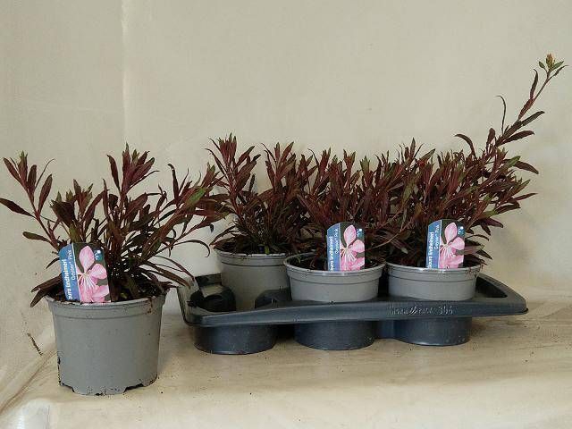 GAUR LI GEYSER PINK