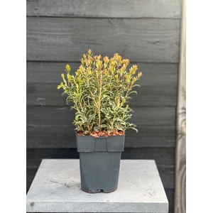 Osmanthus heterophyllus 'Variegatus' P17