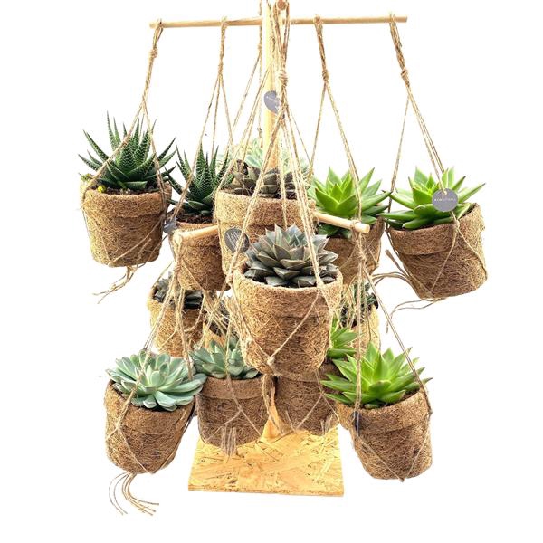 <h4>Kokodama Birdsnest Succulent Mix</h4>