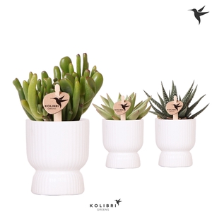 Kolibri Greens Succulenten mix in Diabolo pot white