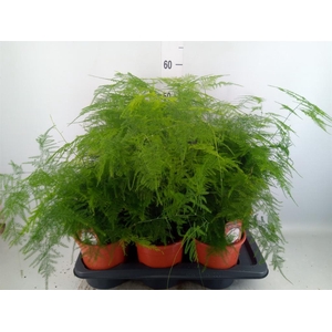Asparagus setaceus