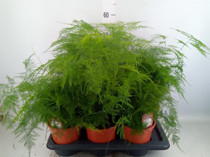 <h4>Asparagus setaceus</h4>