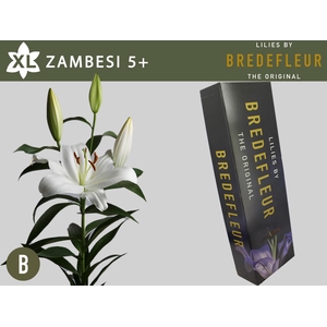 LI OT ZAMBESI 5pit QUALITY BOX