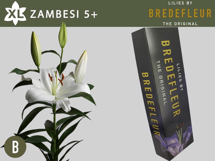 <h4>LI OT ZAMBESI 5pit QUALITY BOX</h4>