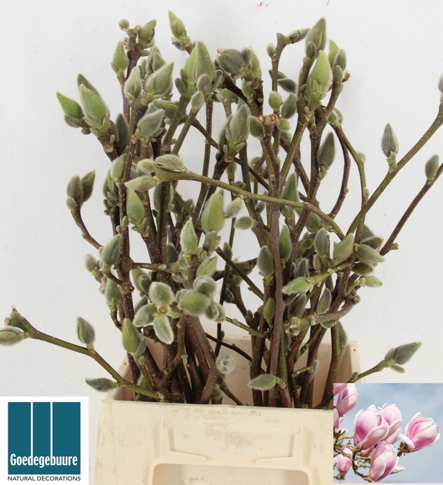 <h4>MAGNOLIA OV</h4>