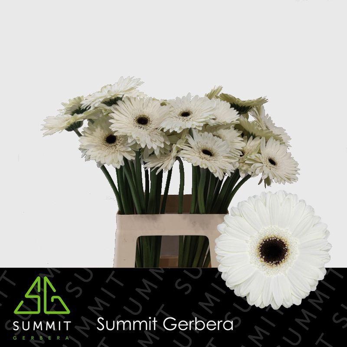<h4>Gerbera Owen Water x40 Lang</h4>
