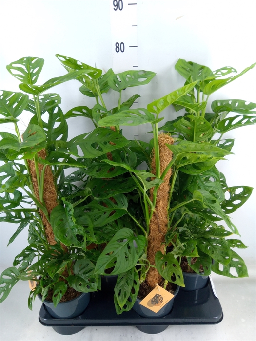 <h4>Monstera obliqua 'Monkey Mask'</h4>