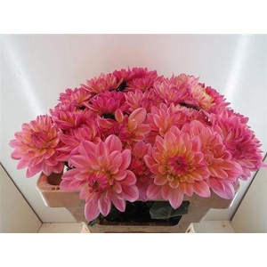 Dahlia Pink Magic