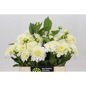 Dahlia White Cap