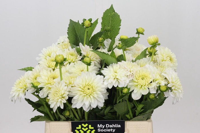 <h4>Dahlia White Cap</h4>