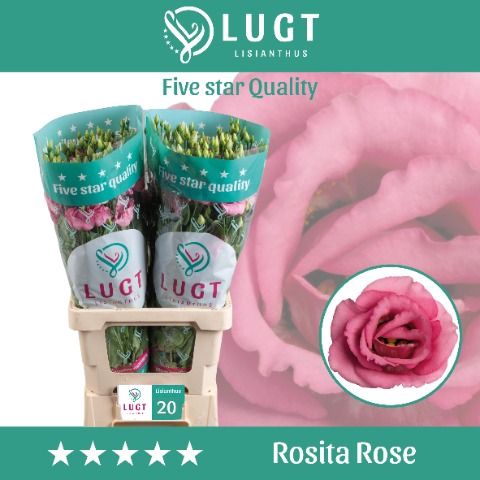<h4>Eustoma G Rosita Rose P</h4>