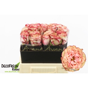 R Gr Country SP Candy