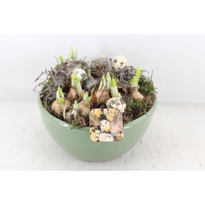 arr4 Narcis MB - Ker. bolschaal mint