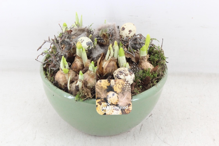 <h4>arr4 Narcis MB - Ker. bolschaal mint</h4>