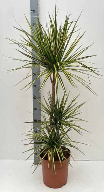 <h4>DRA MARG SUNRAY</h4>