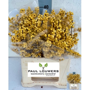 ILEX VE MAG CITRONEL