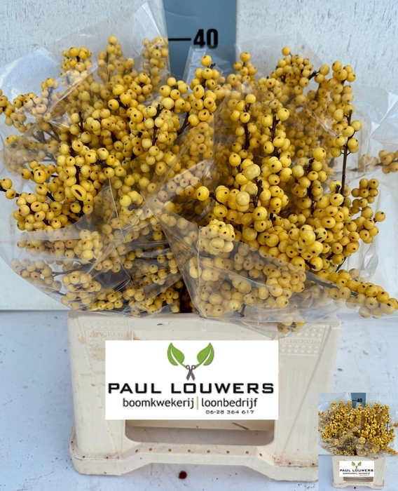 <h4>ILEX VE MAG CITRONEL</h4>