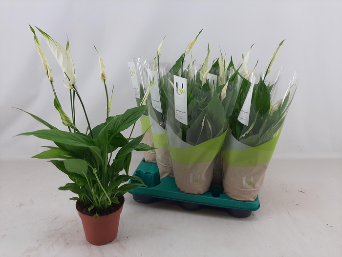 <h4>SPATH TORELLI</h4>