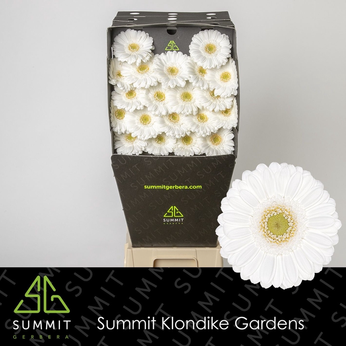 <h4>Germini Lobby Diamond per kaart</h4>