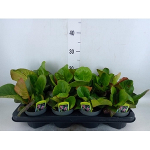 Bergenia cordifolia