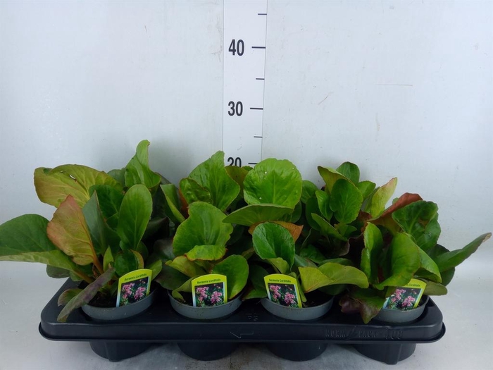 <h4>Bergenia cordifolia</h4>