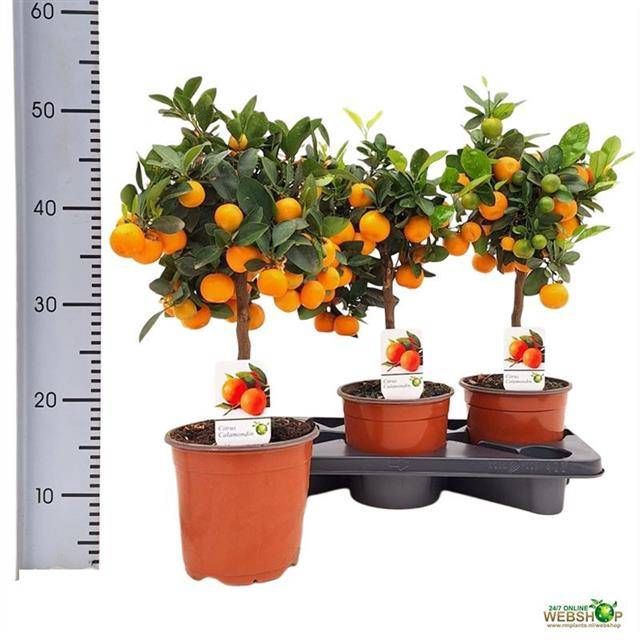 <h4>CITR MICROCARPA</h4>