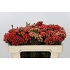 Kaaps Groen Red Brunia Small