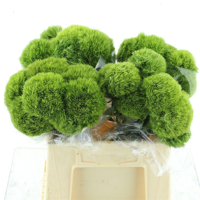 <h4>Di Barb Kiwi Mellow Extra</h4>