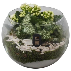 PTHG8215 Arrangementen kamerplanten