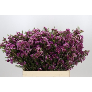 Chamelaucium 'Nina's Delight'