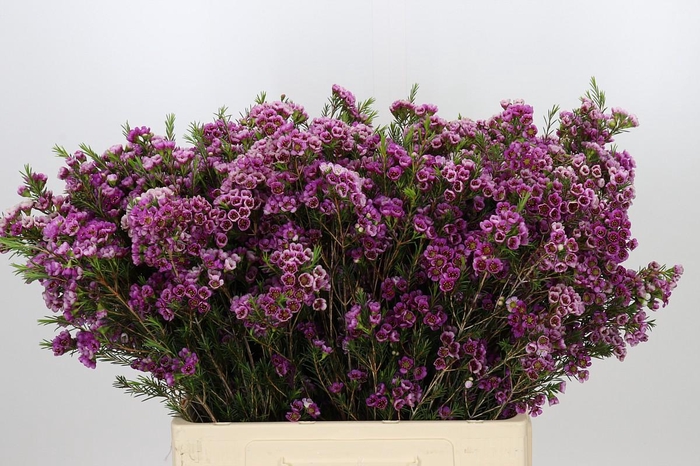 <h4>Chamelaucium 'Nina's Delight'</h4>