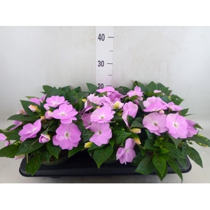 Impatiens NG 'Tamarinda Violet'