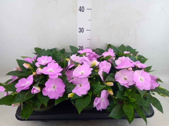 <h4>Impatiens NG 'Tamarinda Violet'</h4>