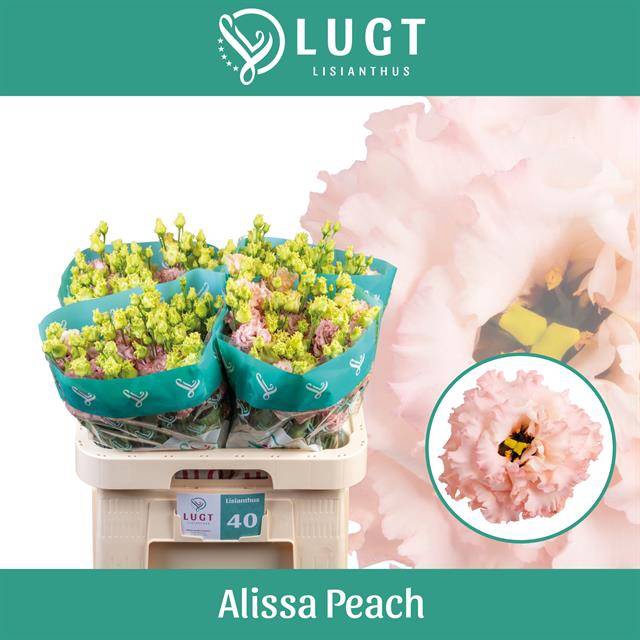 <h4>EUS G ALISSA PEACH</h4>