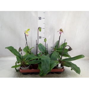 Paphiopedilum   ...