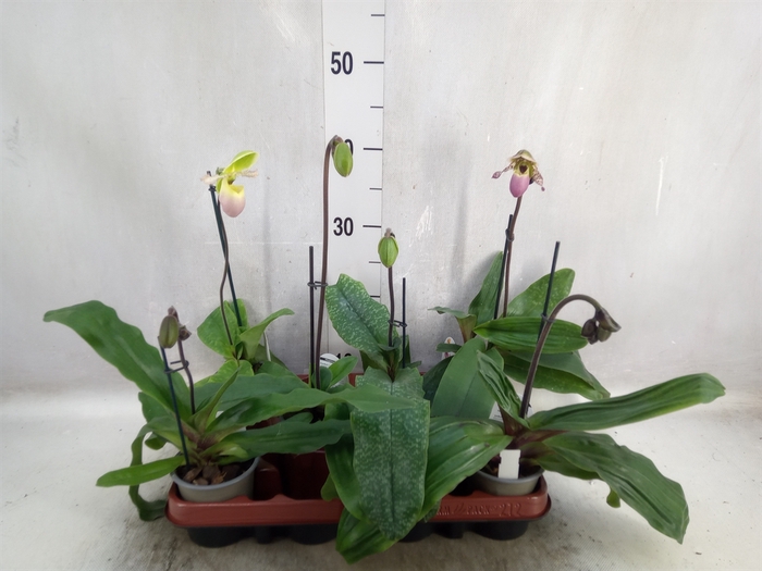 Paphiopedilum   ...