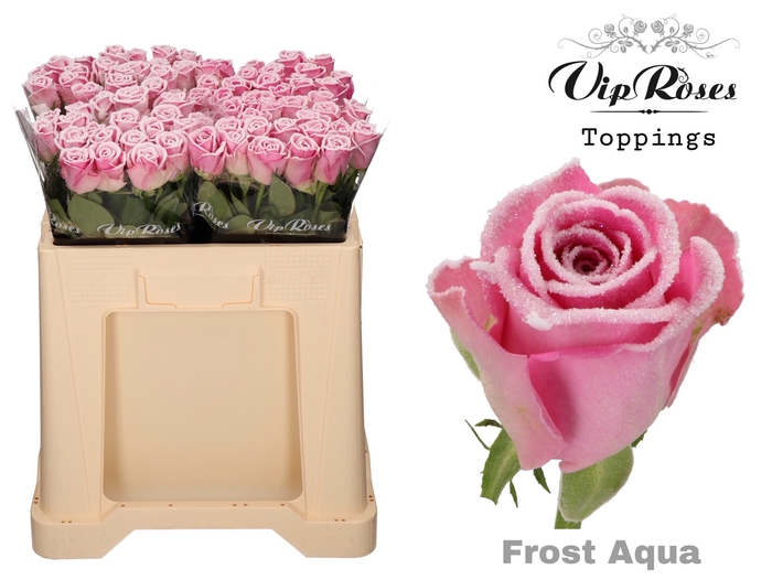 R GR FROST AQUA