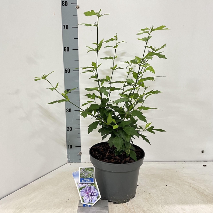 <h4>Hibiscus syriacus</h4>