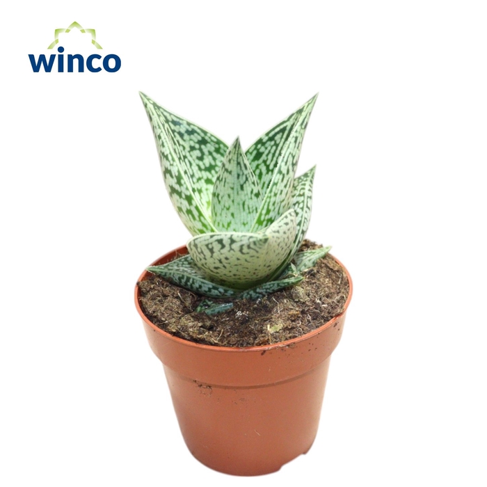 <h4>Aloe Tribal</h4>